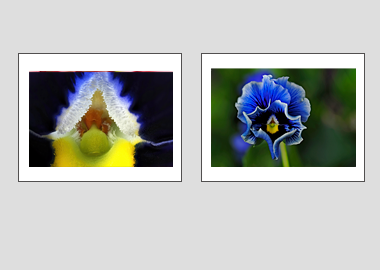 Both matted prints - (Frizzle Sizzle Blue) - 11"x14" each