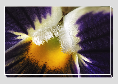canvas print - (Garden Pansy with Inner Glow HBV) - 8"x12"