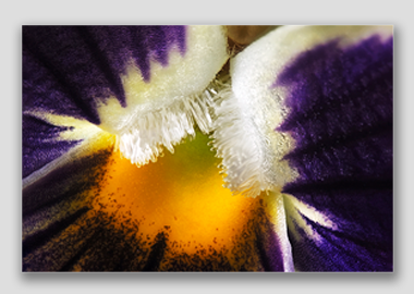 canvas print - (Garden Pansy with Inner Glow HBV) - 8"x12"