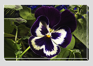canvas print - (Garden Pansy with Inner Glow HV) - 8"x12"