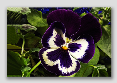 canvas print - (Garden Pansy with Inner Glow HV) - 12"x18"