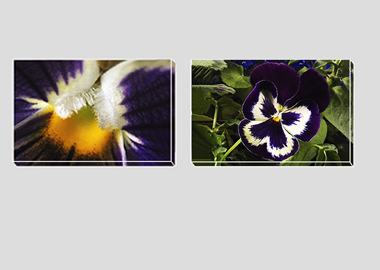 Both canvas prints - (Garden Pansy with Inner Glow) - 8"x12" each