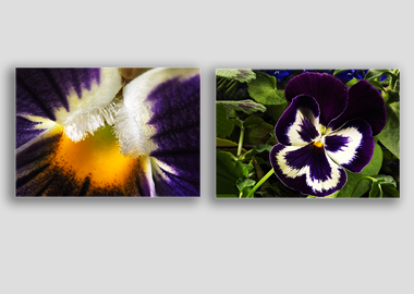 Both canvas prints - (Garden Pansy with Inner Glow) - 8"x12" each