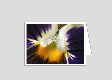 Fine art greeting card - (Garden Pansy with Inner Glow HBV) – 4.5″x6.25″