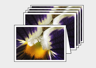 Package of 5 greeting cards - (Garden Pansy with Inner Glow HBV) – 4.5″x6.25″