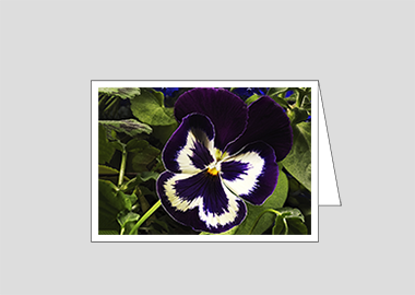 Fine art greeting card - (Garden Pansy with Inner Glow HV) – 4.5″x6.25″