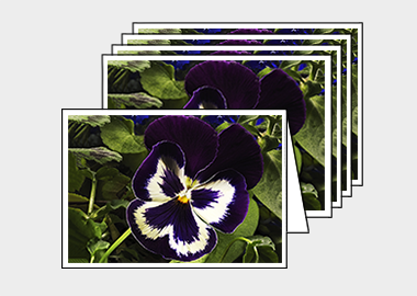 Package of 5 greeting cards - (Garden Pansy with Inner Glow HV) – 4.5″x6.25″