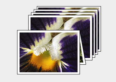 Package of 5 greeting cards - (Garden Pansy with Inner Glow) – 4.5″x6.25″