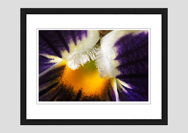 framed print - (Garden Pansy with Inner Glow HBV) - 8"x10"