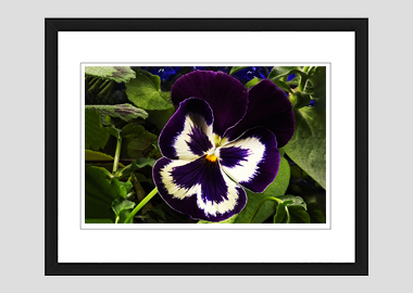 framed print - (Garden Pansy with Inner Glow HV) - 8"x10"