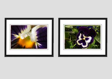 Both framed prints - (Garden Pansy with Inner Glow) - 8"x10" each