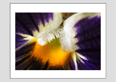 matted print - (Garden Pansy with Inner Glow) - 11"x14"