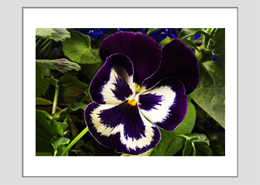 matted print - (Garden Pansy with Inner Glow HBV) - 11"x14"
