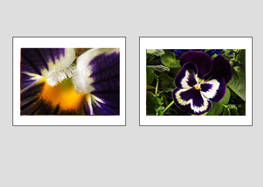 Both matted prints - (Garden Pansy with Inner Glow) - 11"x14" each