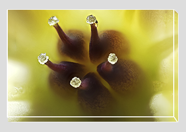 canvas print - (Graptoveria HBV) - 8"x12"