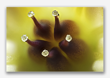 canvas print - (Graptoveria HBV) - 8"x12"