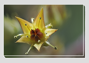 canvas print - (Graptoveria HV) - 8"x12"