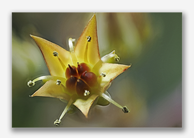 canvas print - (Graptoveria HV) - 12"x18"