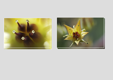 Both canvas prints - (Graptoveria) - 8"x12" each