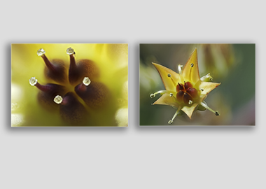 Both canvas prints - (Graptoveria) - 12"x18" each