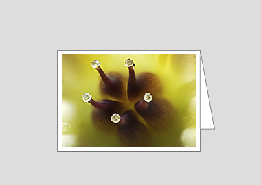 Fine art greeting card - (Graptoveria HBV) – 4.5″x6.25″