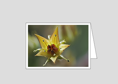 Fine art greeting card - (Graptoveria HV) – 4.5″x6.25″