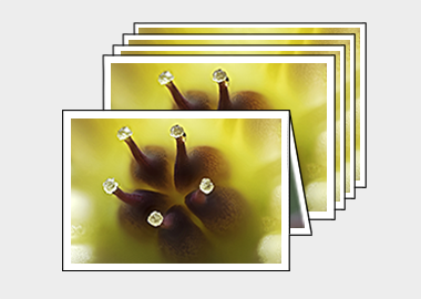 Package of 5 greeting cards - (Graptoveria) – 4.5″x6.25″
