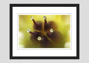 framed print - (Graptoveria HBV) - 8"x10"