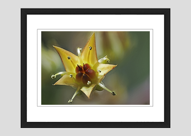 framed print - (Graptoveria HV) - 8"x10"
