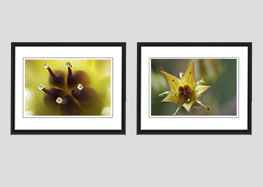 Both framed prints - (Graptoveria) - 8"x10" each