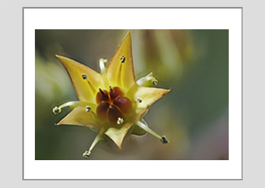 matted print - (Graptoveria HV) - 11"x14"