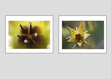 Both matted prints - (Graptoveria) - 11"x14" each