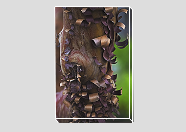 canvas print - (Greek Strawberry Bark HV) - 8"x12"