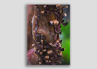 canvas print - (Greek Strawberry Bark HV) - 12"x18"