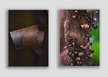Both canvas prints - (Greek Strawberry Bark) - 8"x12" each