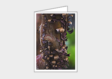 Fine art greeting card - (Greek Strawberry Bark HV) – 6.25″ x 4.5″