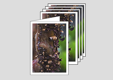 Package of 5 greeting cards - (Greek Strawberry Bark HV) – 6.25″ x 4.5″