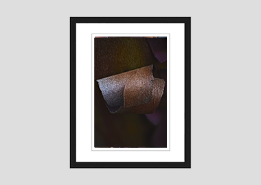 framed print - (Greek Strawberry Bark HBV) - 8"x10"