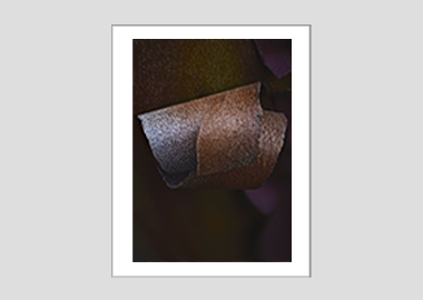 matted print - (Greek Strawberry Bark HBV) - 11"x14"