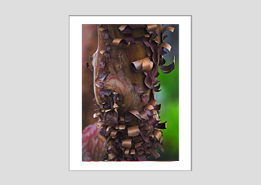 matted print - (Greek Strawberry Bark HV) - 11"x14"
