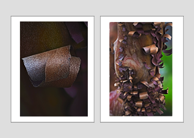 Both matted prints - Greek Strawberry Bark) - 11"x14" each