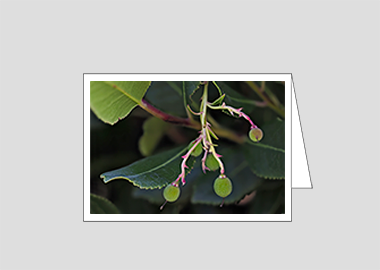 Fine art greeting card - (Greek Strawberry Tree HV) – 4.5″x6.25″