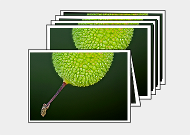 Package of 5 greeting cards - (Greek Strawberry Tree) – 4.5″x6.25″