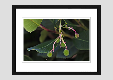framed print - (Greek Strawberry Tree HV) - 8"x10"