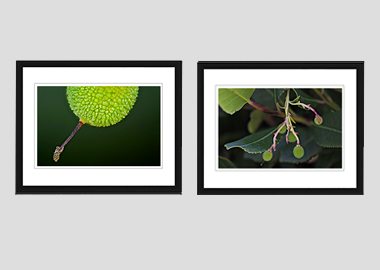 Both framed prints - (Greek Strawberry Tree) - 8"x10" each