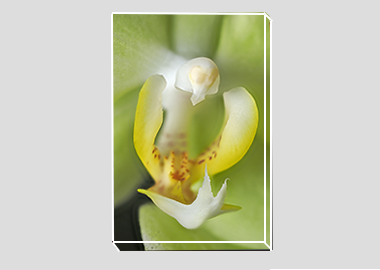 canvas print - (Green Pixie Orchid HBV) - 8"x12"