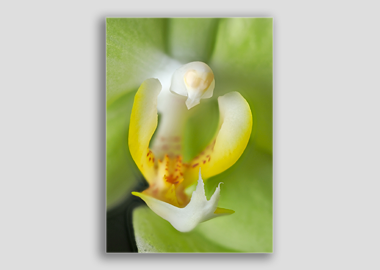 canvas print - (Green Pixie Orchid HBV) - 8"x12"