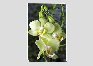 canvas print - (Green Pixie Orchid HV) - 8"x12"