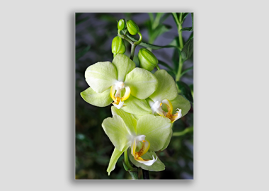 canvas print - (Green Pixie Orchid HV) - 12"x18"