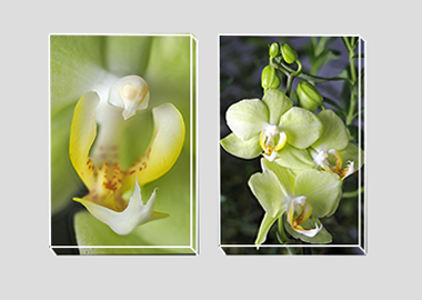 Both canvas prints - (Green Pixie Orchid) - 8"x12" each